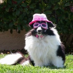 Германски чиновници конфискуваха домашно куче и го продадоха в eBay