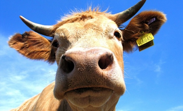 Зараза със "син език" потвърдиха от Референтната лаборатория на ЕС