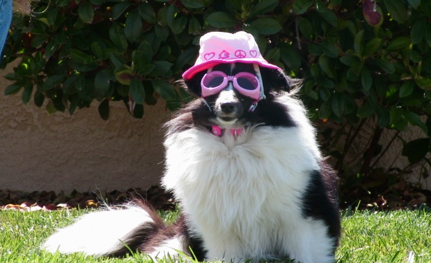 Германски чиновници конфискуваха домашно куче и го продадоха в eBay