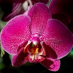 Откриха Фестивала на орхидеите в Лондон