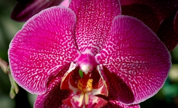 Изложба на орхидеи в Ботаническата градина на БАН