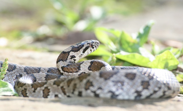 Тайландец ухапан от змия си отмъсти като ухапа змията три
