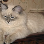 Над 150 котки от цял свят на Международна изложба за котки в Букурещ