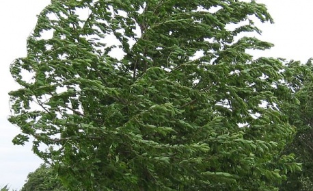 Жълт код за силен вятър за утре