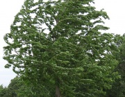 Жълт код за силен вятър за утре