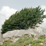 Научи се да се огъваш...