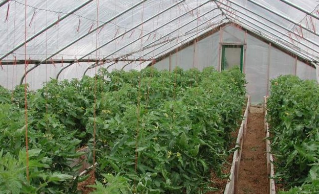 Оранжерийните производители получават държавна подкрепа по схемата de minimis в