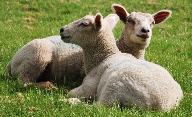 Животновъди настояват за почти 50 по високи изкупни цени на агнетата