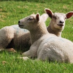 Около 25 - 30 лв. за килограм струва българското агнешко за Великден