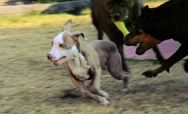 Русия утвърди списък на потенциално опасни породи кучета