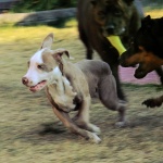 Русия утвърди списък на потенциално опасни породи кучета