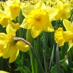 6 признака на нарцисизъм, които се появяват още в детството 