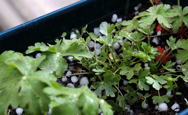 Червен бряг продължава да описва щетите от опустошителната градушка връхлетяла