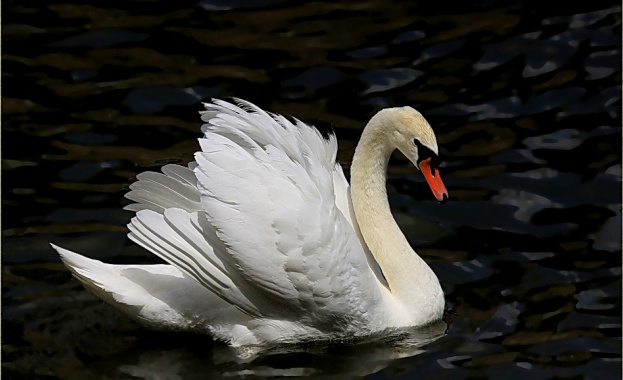 Спасиха три млади лебеда от пресъхнал водоем край Враца съобщиха