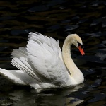 Първото, което е необходимо да направим, да приемем и повярваме във вътрешната си природа и да...