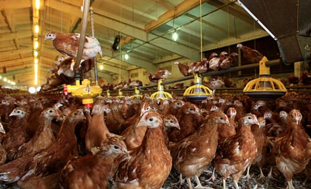 Все повече зачестяват случаите на птичи грип в България