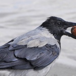 Могат ли наистина враните да броят