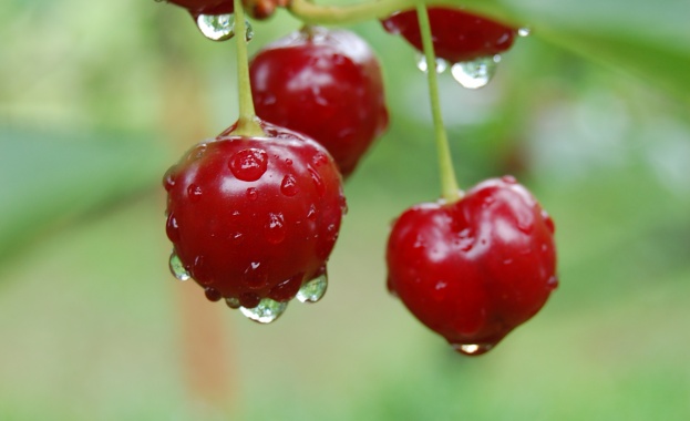 Около 80% от черешите в Кюстендилско са с влошено качество