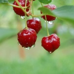 Румънска банка обяви валутните курсове за деня в череши 