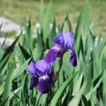 Жестоко е сред бурени...