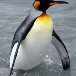 Пингвини се разходиха на стадион в Чикаго 