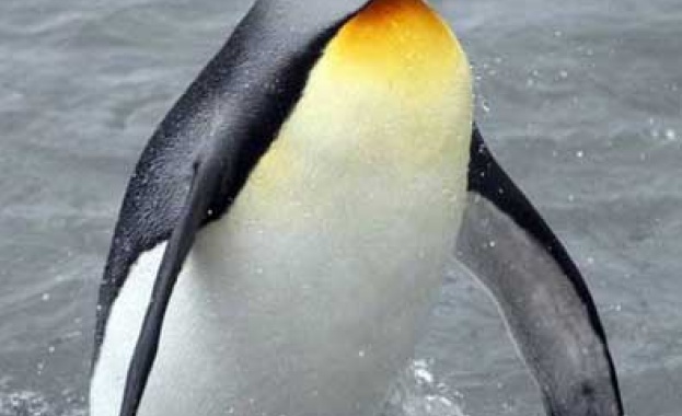 В Нова Зеландия са открити останки от пингвин с човешки размери 