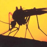 Откриха как комарите ни надушват