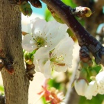 Дори да знаех, че утре светът ще се разпадне ... 