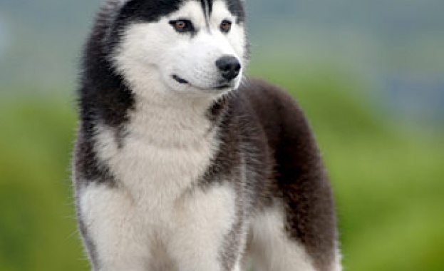 Учени от университета Лоранд Етвьош Унгария са изследвали реакциите на