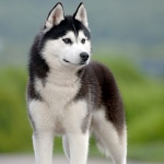 Някои породи кучета са запазили способността си да реагират на вълчия вой