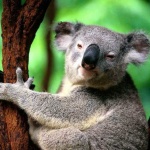 Коала предизвика верижна катастрофа и после седна зад волана