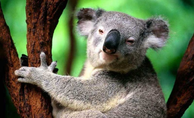 Коала причинила верижна катастрофа между пет автомобила при опит да