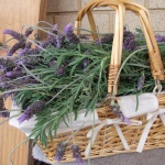 Еньовденски събор за втора поредна година на Старозагорските бани