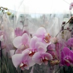 Рождениците днес 