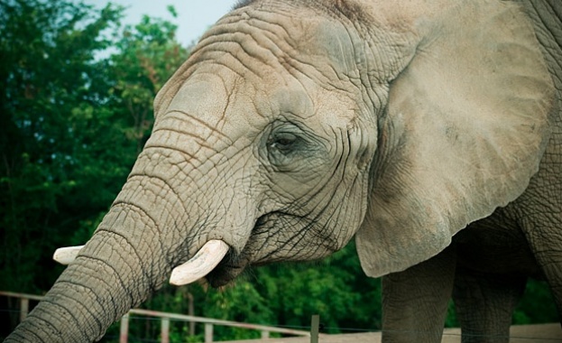 Слоница уби опитен гледач на зоопарка в Мисури