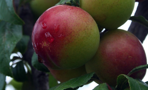 По-малки субсидии за сливи и грозде