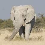 Бракониер беше убит от слон и изяден от лъвове