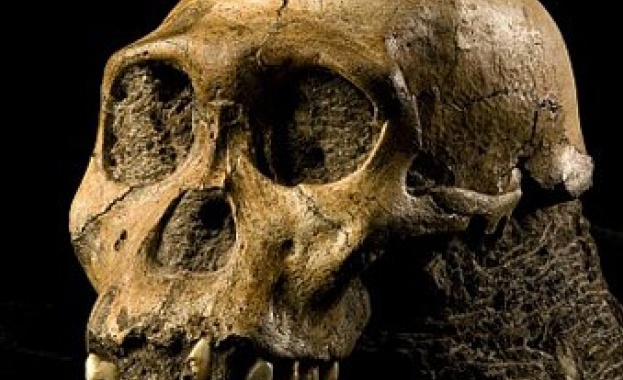 В Португалия откриха череп на човекоподобно отпреди 400 000 години