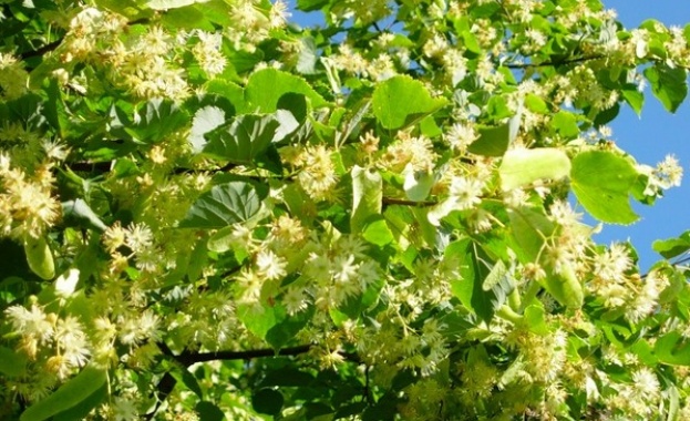 Забранява се със заповед брането на липов цвят без издаден