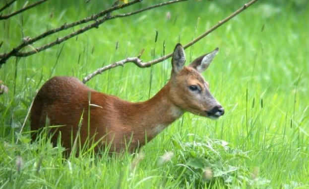 Бракониер убил две сърни е задържан от полицията в Сливен