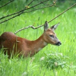Сърна, отгледана от човек, живее заедно с домашните му животни