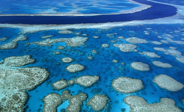 Големият бариерен риф загива