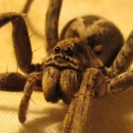 Гигантски паяци нападат САЩ