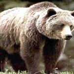 Забраняват мечки, скорпиони и паяци за домашни любимци в Русия