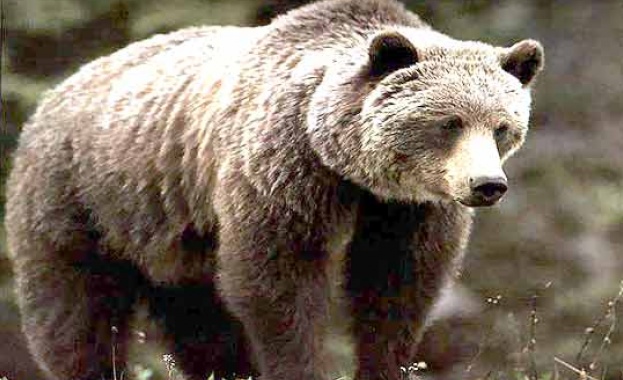 Смолянско село бойкотира вота заради мечка