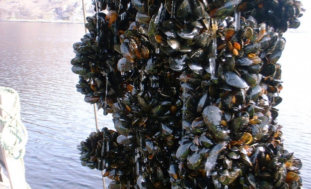 Рибарите в Поморие негодуват срещу инвестиционно намерение за изграждане на