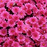 Днес да почерпят 