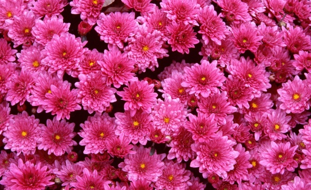 Днес да почерпят 