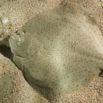 Любима риба гони 120 лв. килото в ресторанта 