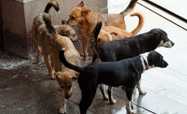 Глутница кучета нападна лекар